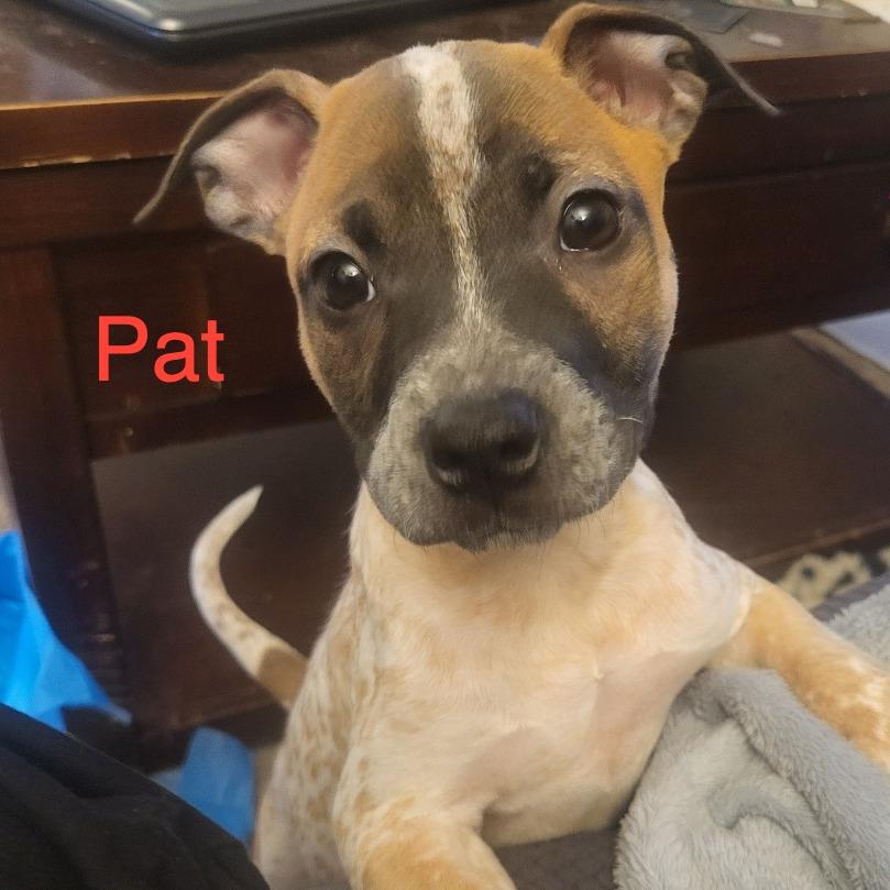 Pat, Adoptable, Puppy Female Boxer & Mixed Breed.