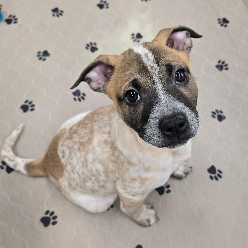Pat, a Adoptable mixed breed in Olathe, KS image 2/6