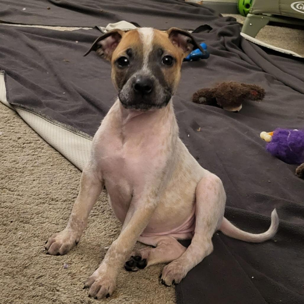 Pat, a Adoptable mixed breed in Olathe, KS image 3/6