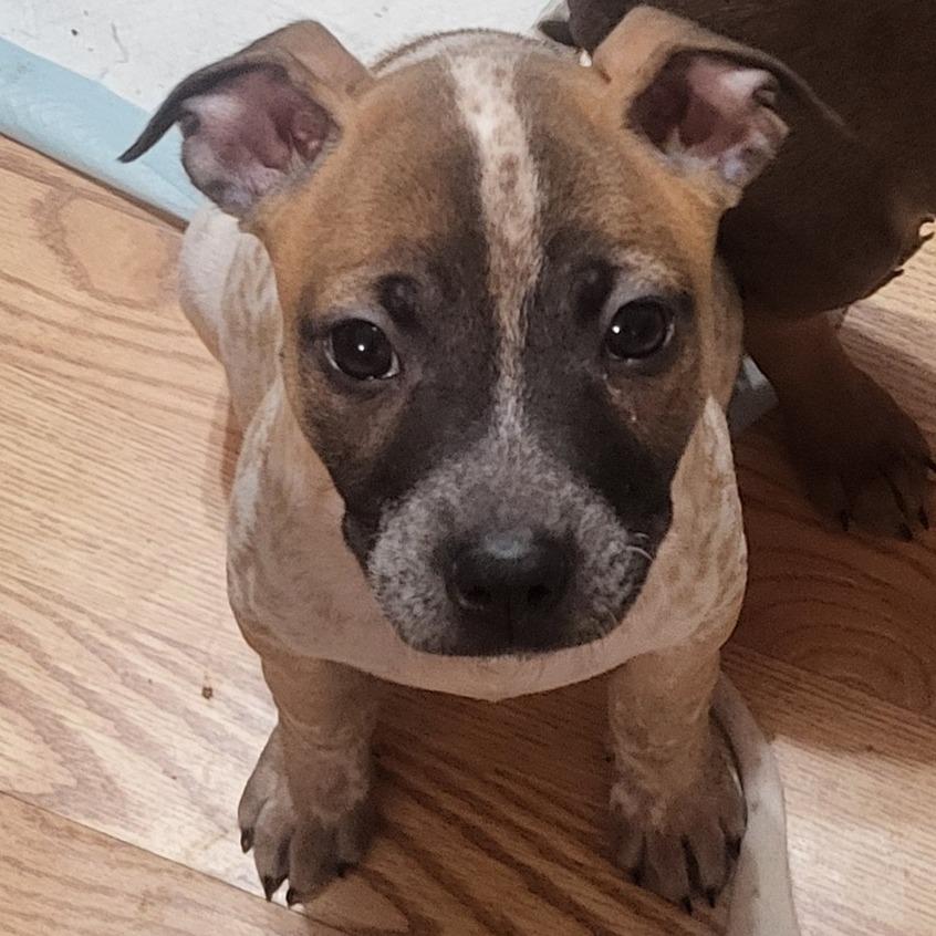 Pat, a Adoptable mixed breed in Olathe, KS image 4/6