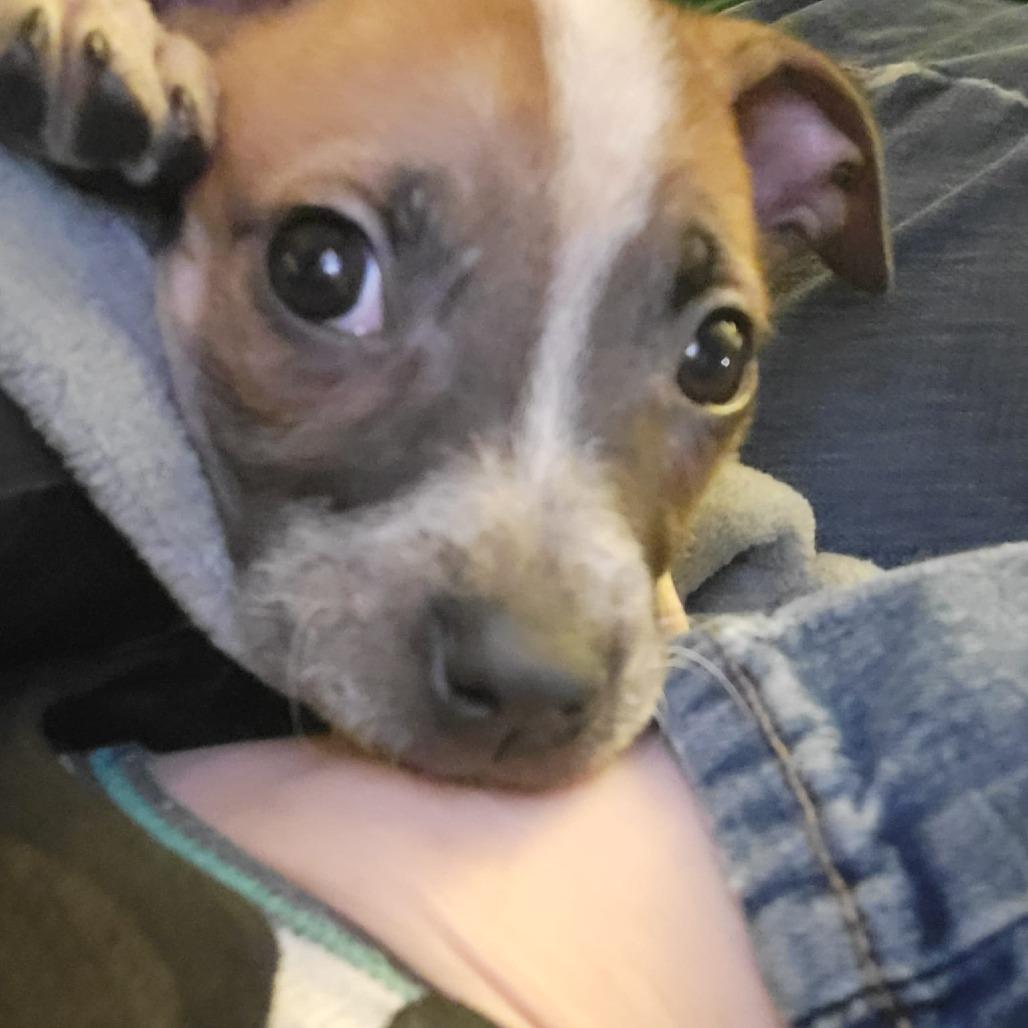 Pat, a Adoptable mixed breed in Olathe, KS image 5/6