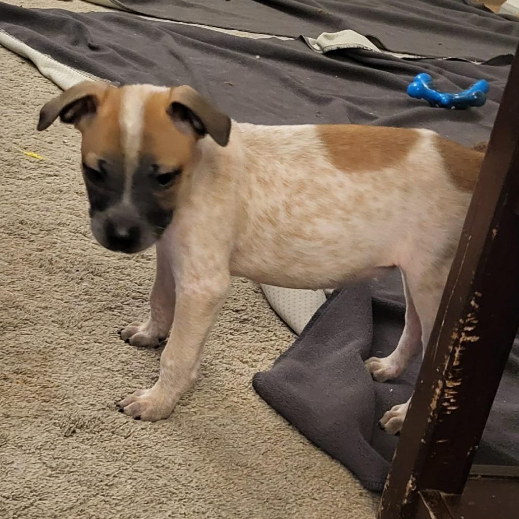 Pat, a Adoptable mixed breed in Olathe, KS image 6/6