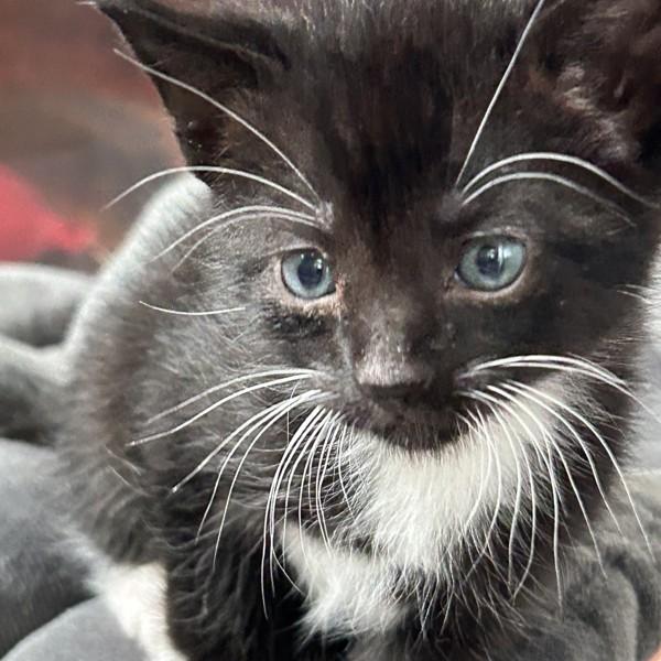 Sweet Tarts, Adoptable, Kitten Male Domestic Short Hair.