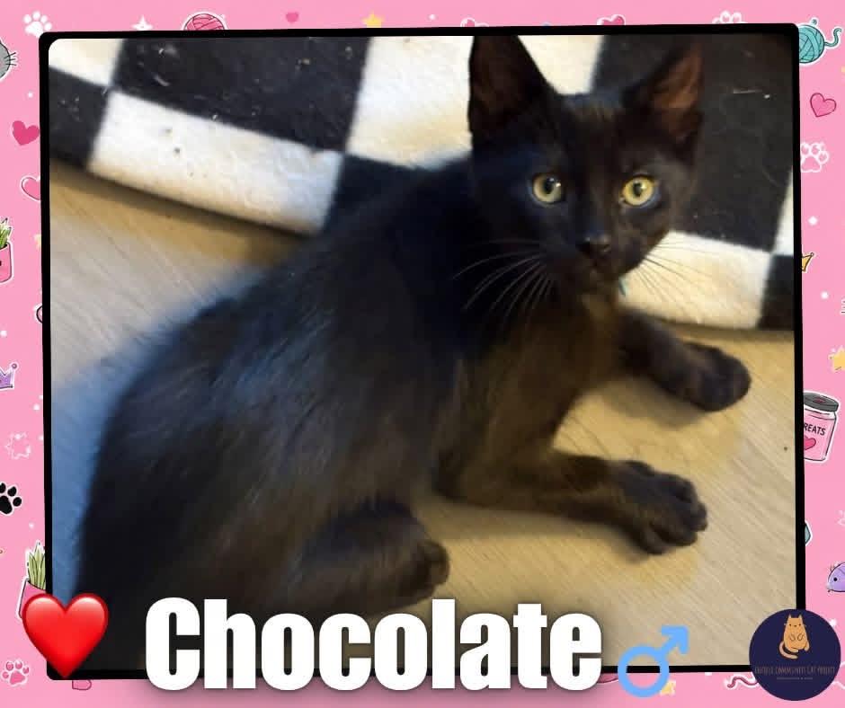 Enlarge Chocolate kitten, a ADOPTABLE Domestic Short Hair in Enfield, CT image 1/1