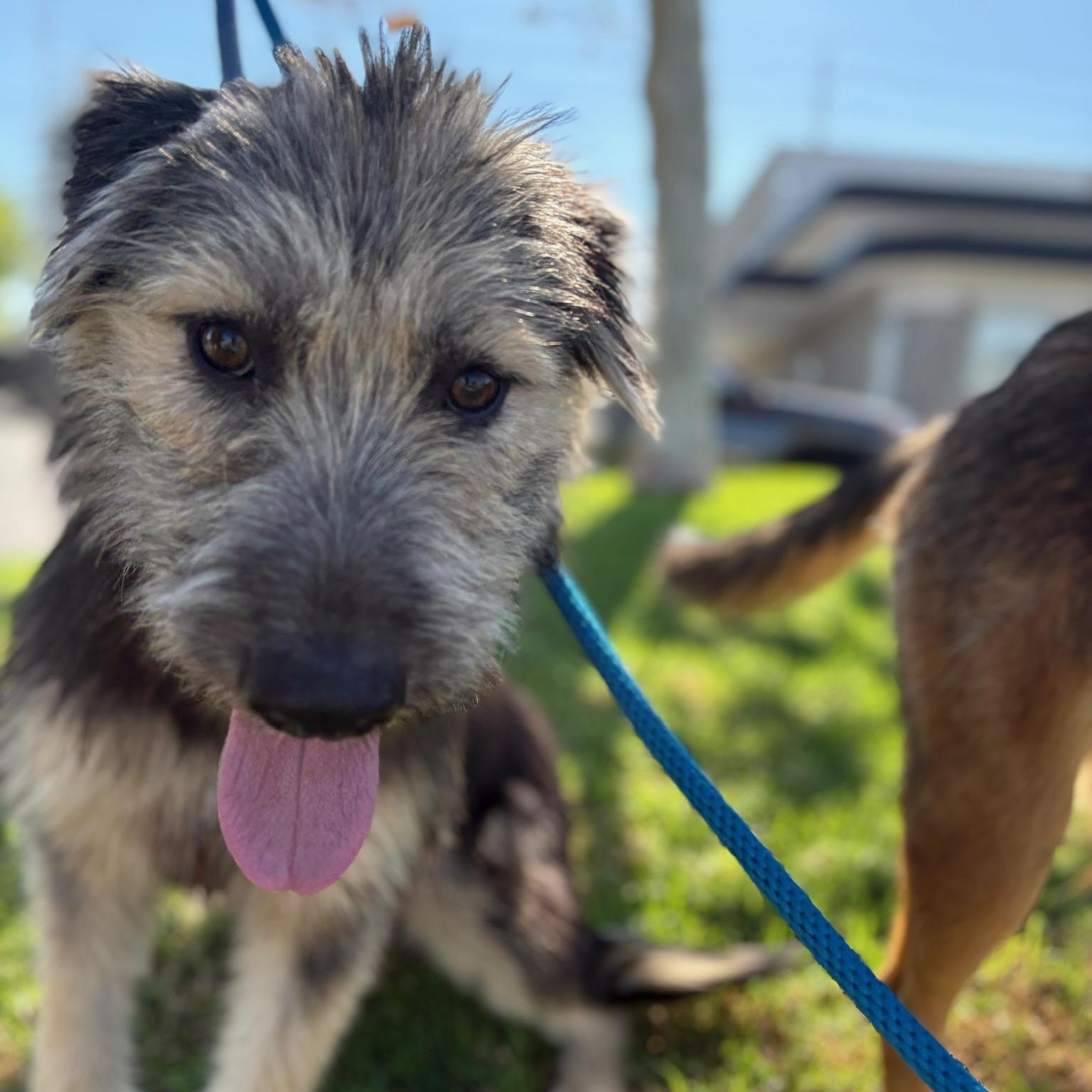 Enlarge Lily, a Adoptable mixed breed in Newport Beach, CA image 2/2