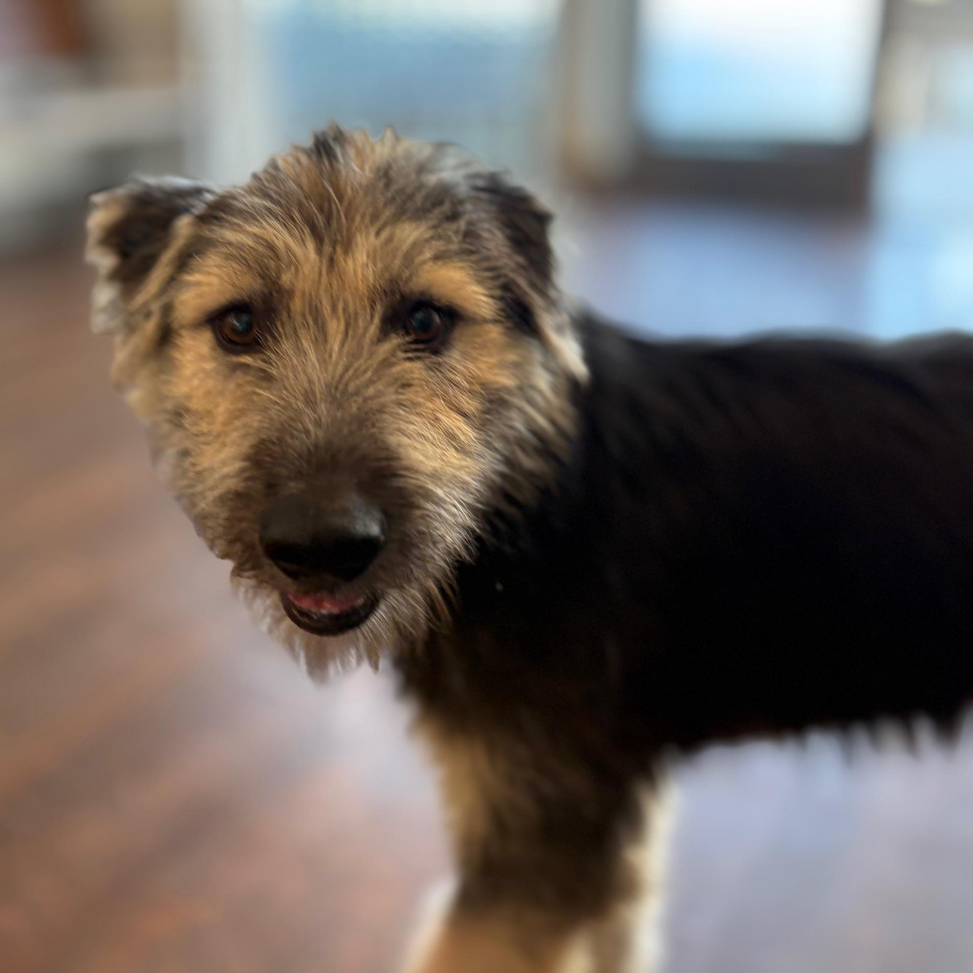 Enlarge Lily, a Adoptable mixed breed in Newport Beach, CA image 1/2