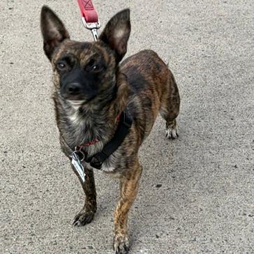Schottky, Adoptable, Adult Male Feist & Mixed Breed.
