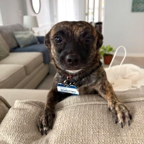 Enlarge Schottky, a Adoptable mixed breed in Wake Forest, NC image 2/3
