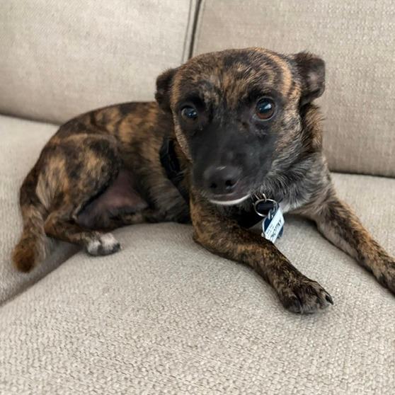 Enlarge Schottky, a Adoptable mixed breed in Wake Forest, NC image 3/3