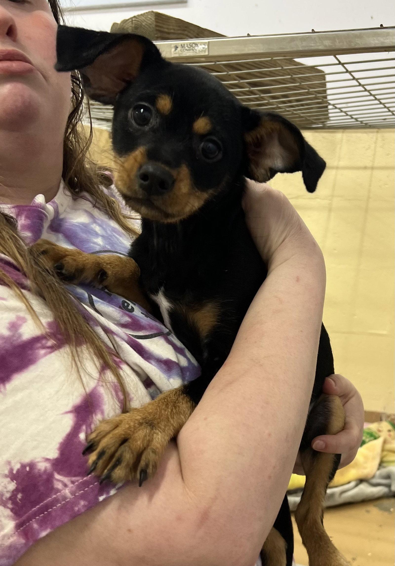 Xena AKA Maple, a Adopted mixed breed in Elkins, WV image 2/3