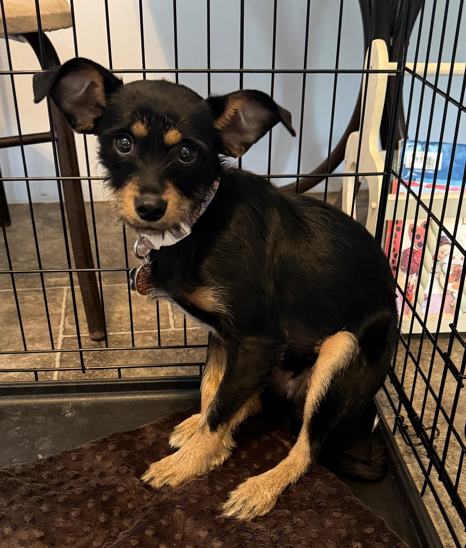 Xena AKA Maple, a Adopted mixed breed in Elkins, WV image 3/3
