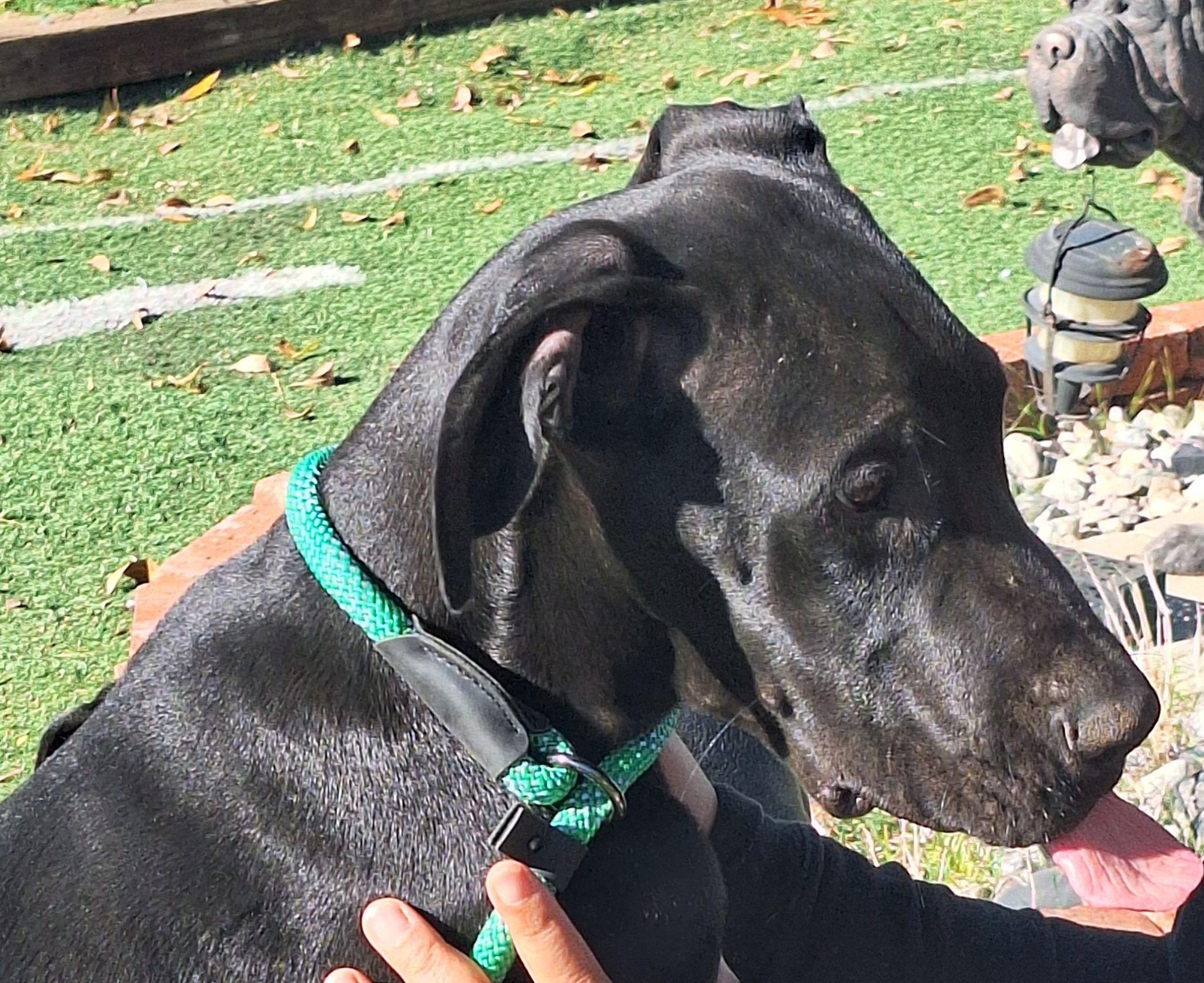 Solder , a ADOPTABLE Great Dane in Los Angeles, CA image 2/2