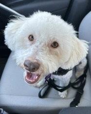 Maggie, Adoptable, Adult Female Poodle.