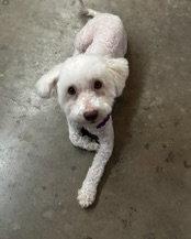 Enlarge Maggie, a Adoptable Poodle in Corona, CA image 2/3