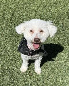 Enlarge Maggie, a Adoptable Poodle in Corona, CA image 3/3