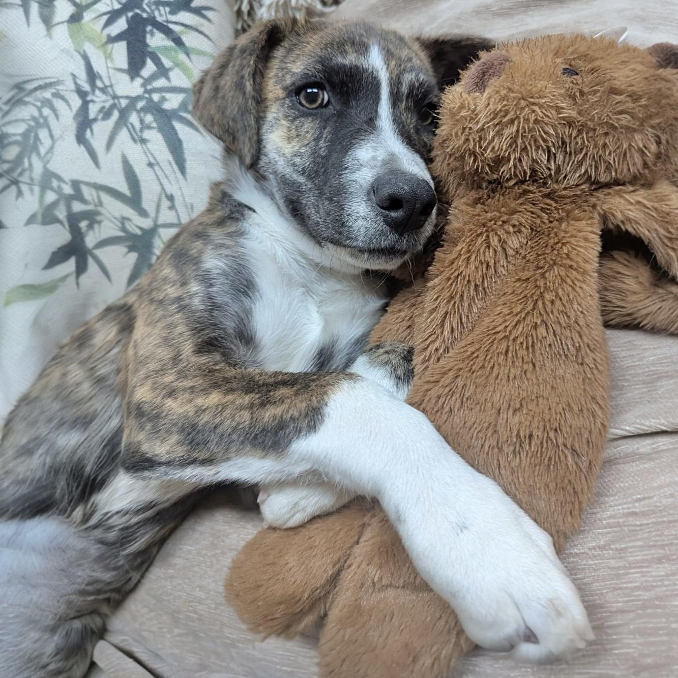 Enlarge Maddison, an adopted mixed breed in Pittstown, NJ image 1/4