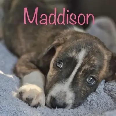 Enlarge Maddison, an adopted mixed breed in Pittstown, NJ image 3/4