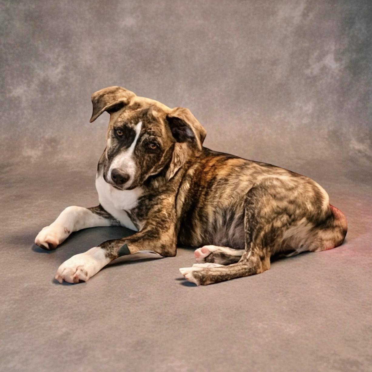 Enlarge Maddison, an adopted mixed breed in Pittstown, NJ image 4/4