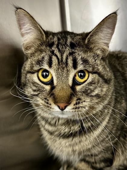 Tigger, Adoptable, Adult Male Domestic Short Hair.