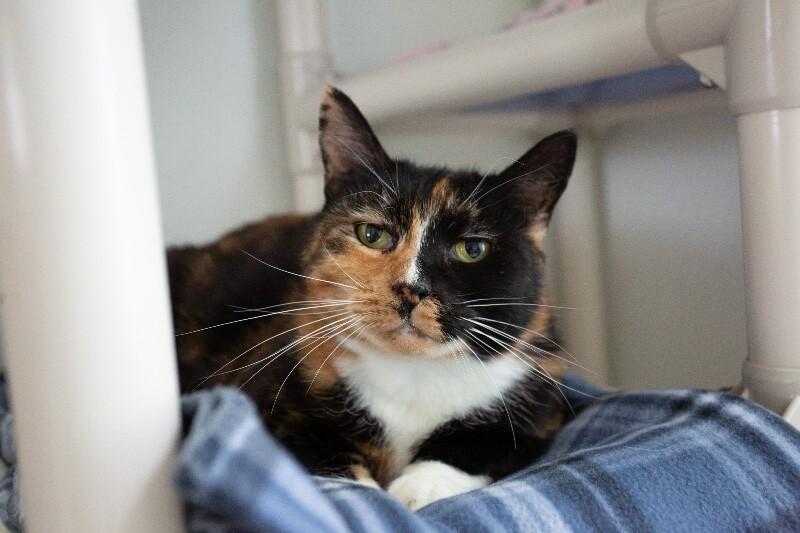 Marguerite de Ville, Adoptable, Senior Female Calico.