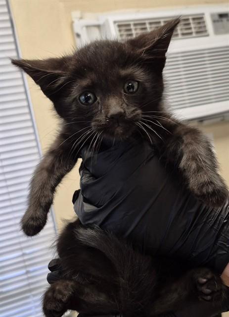 VOID, Adoptable, Kitten Male Domestic Short Hair.