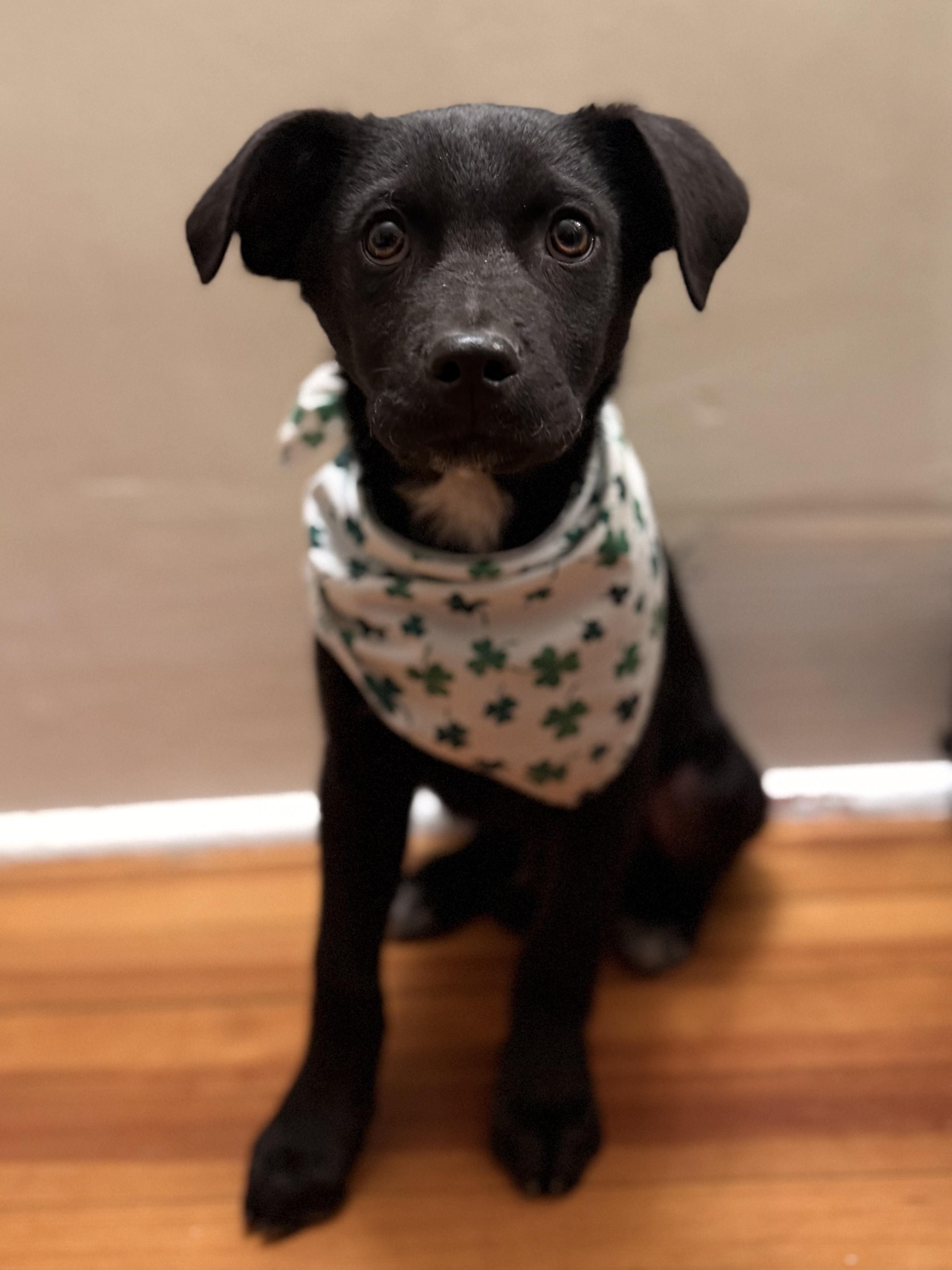 Enlarge Hank, an adopted Mixed Breed in Albany, NY image 2/6