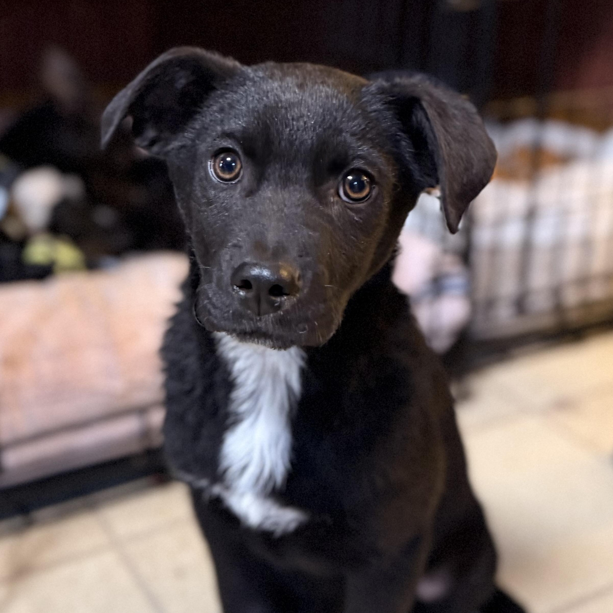 Enlarge Hank, an adopted Mixed Breed in Albany, NY image 1/6