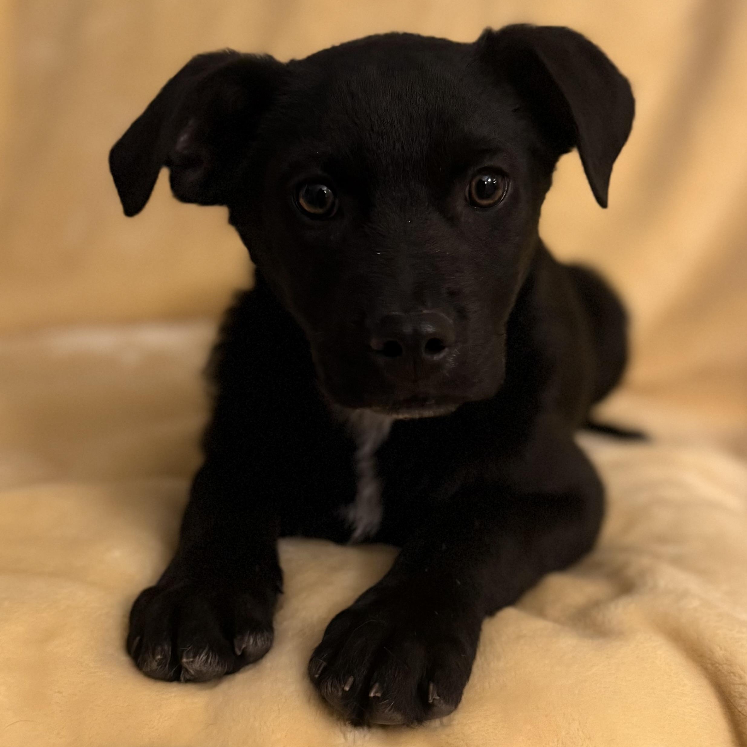 Enlarge Hank, an adopted Mixed Breed in Albany, NY image 3/6