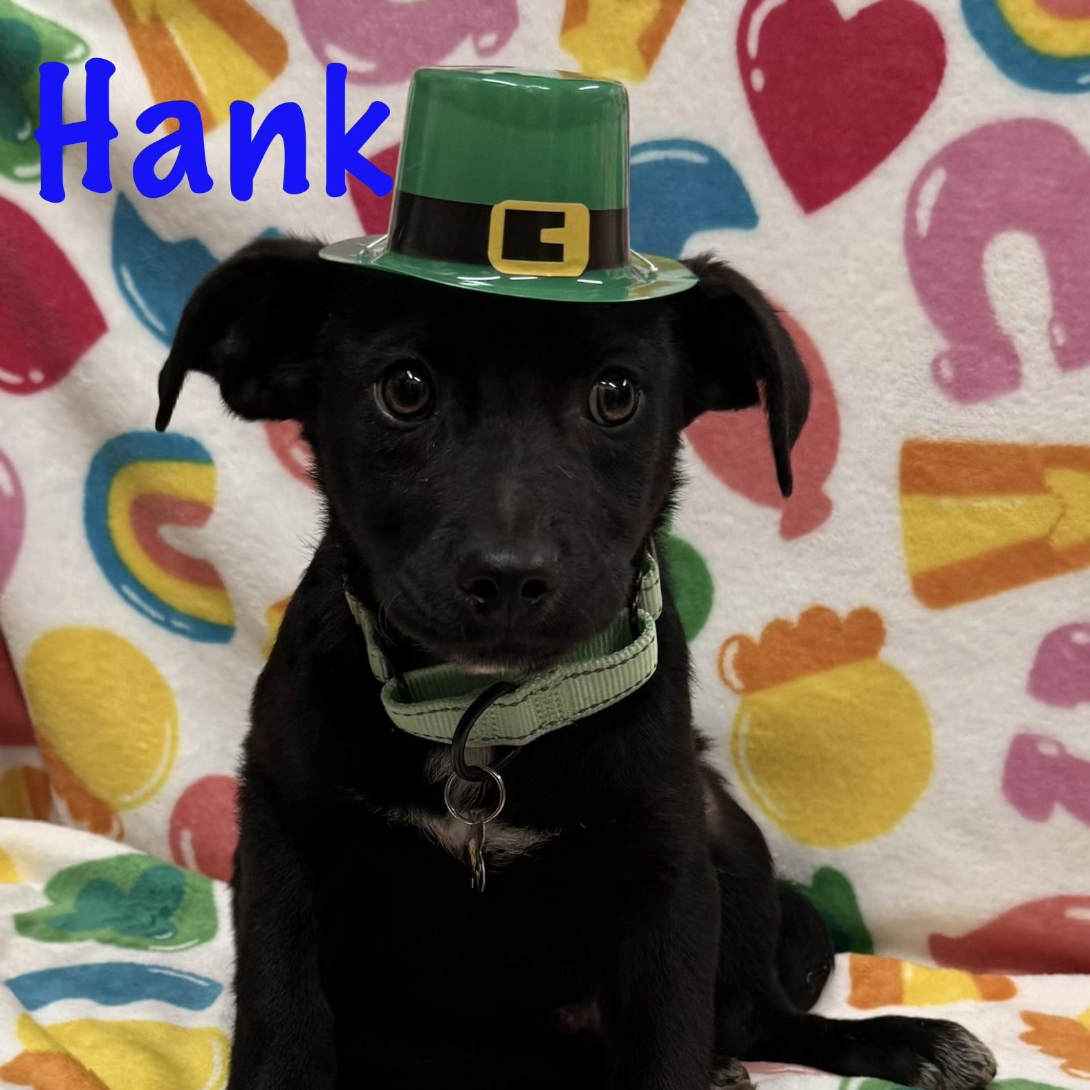 Enlarge Hank, an adopted Mixed Breed in Albany, NY image 6/6