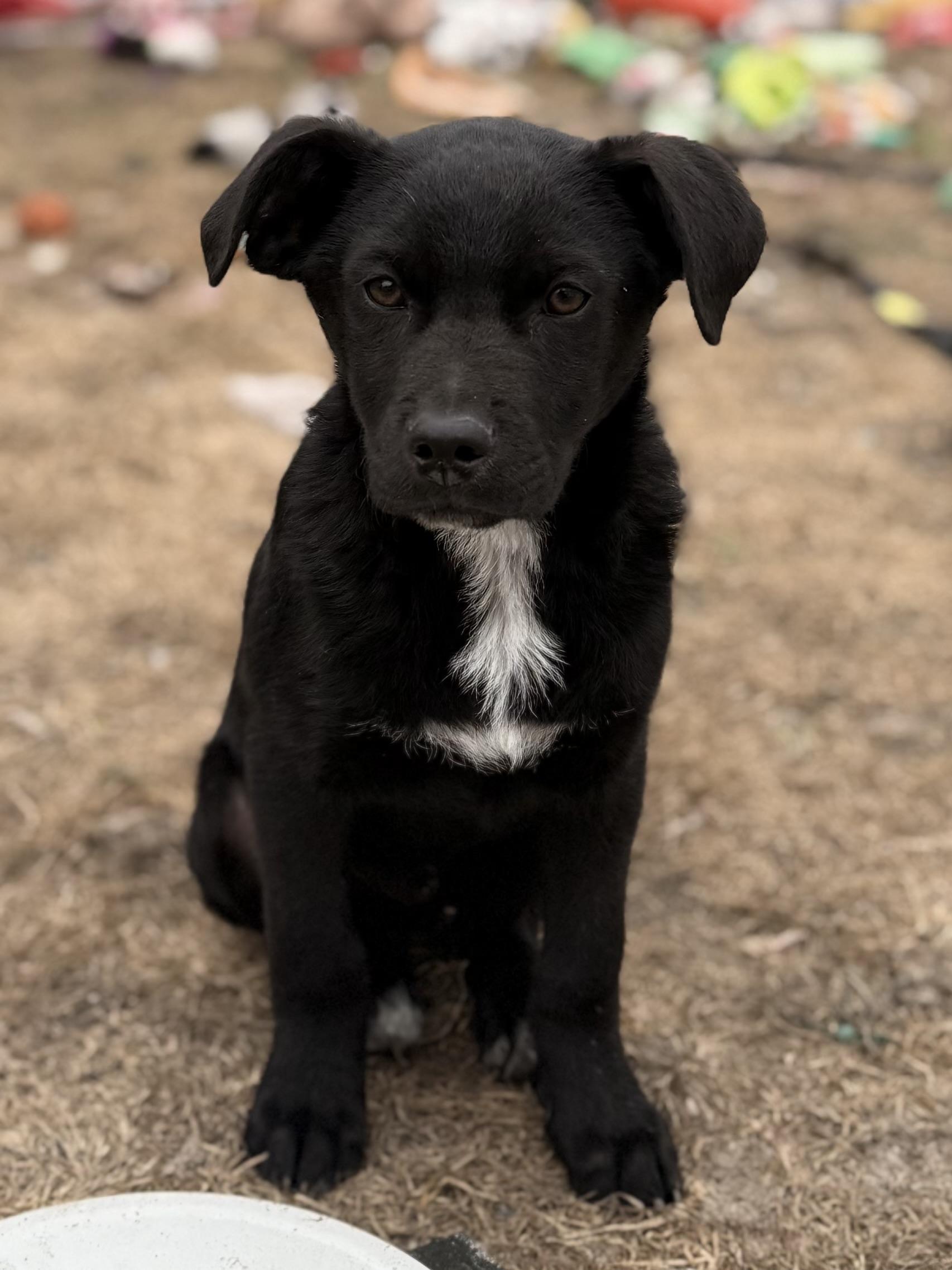 Enlarge Hank, an adopted Mixed Breed in Albany, NY image 4/6