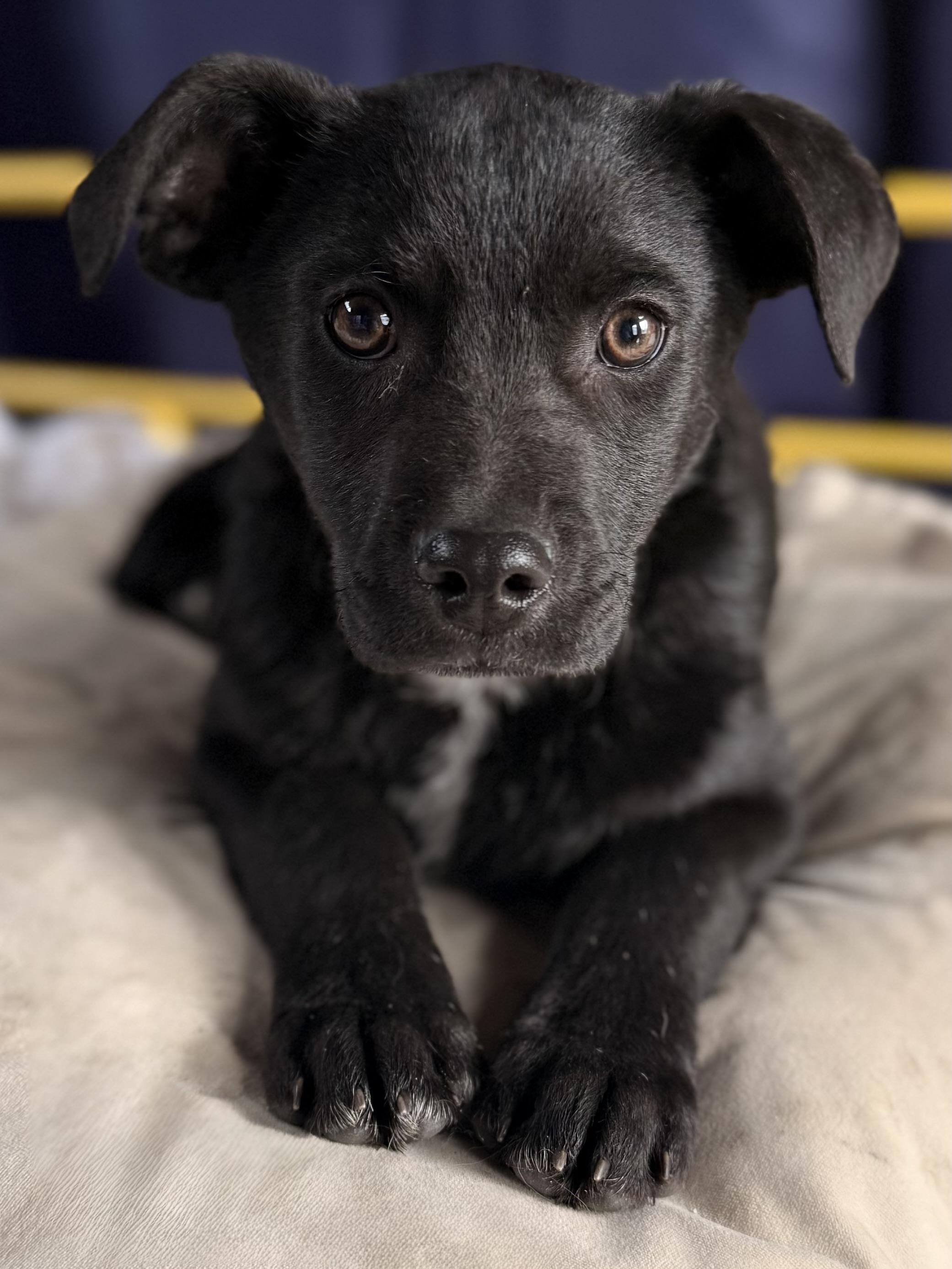 Enlarge Hank, an adopted Mixed Breed in Albany, NY image 5/6