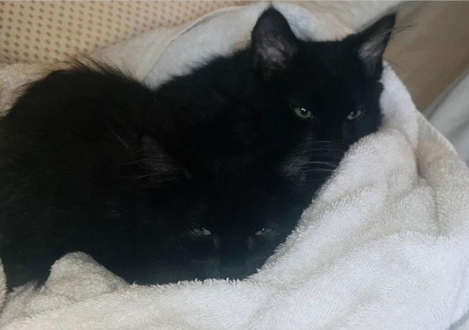 Bellefleur C4715, a Adopted Domestic Short Hair in minneapolis, MN image 1/3