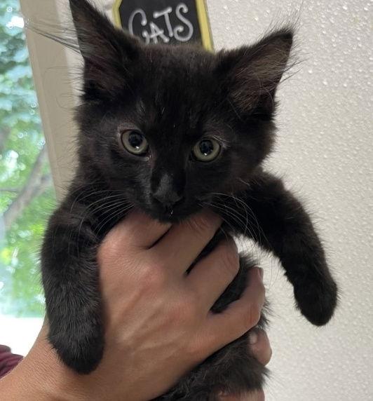 Bellefleur C4715, a Adopted Domestic Short Hair in minneapolis, MN image 2/3