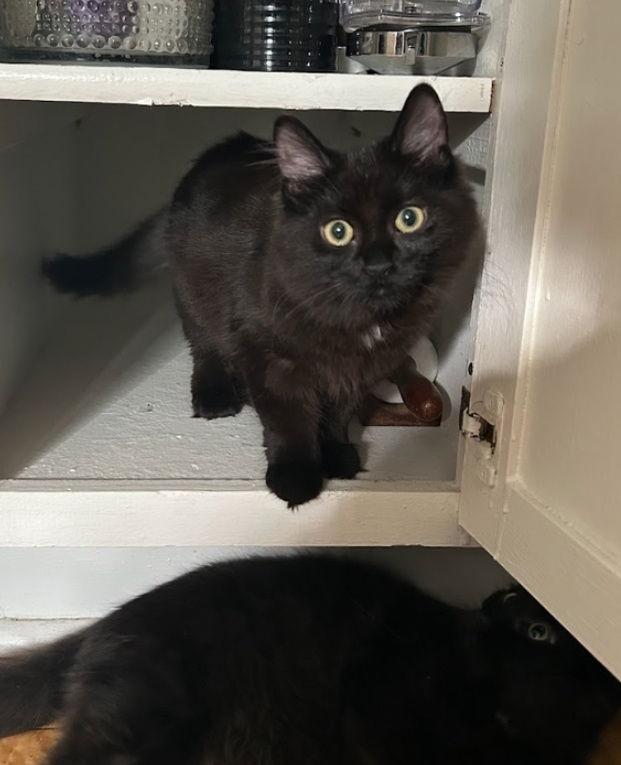 Bellefleur C4715, a Adopted Domestic Short Hair in minneapolis, MN image 3/3