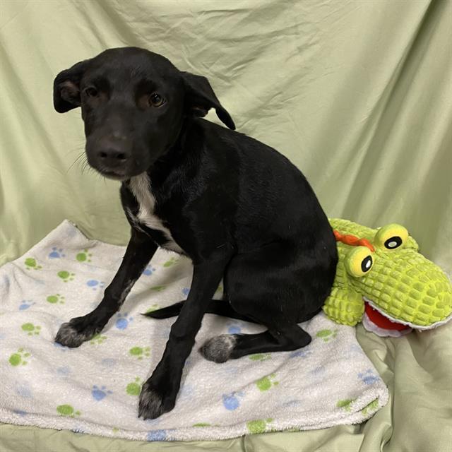 LILITH, Adoptable, Young Female Border Collie & Mixed Breed.