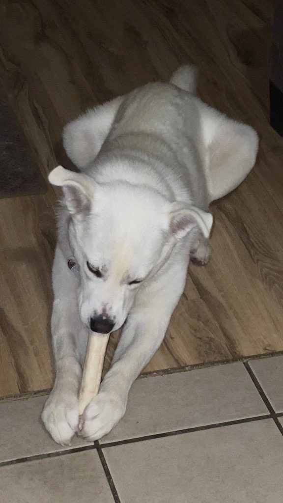 Shinju, a Adoptable mixed breed in Pocatello, ID image 5/6