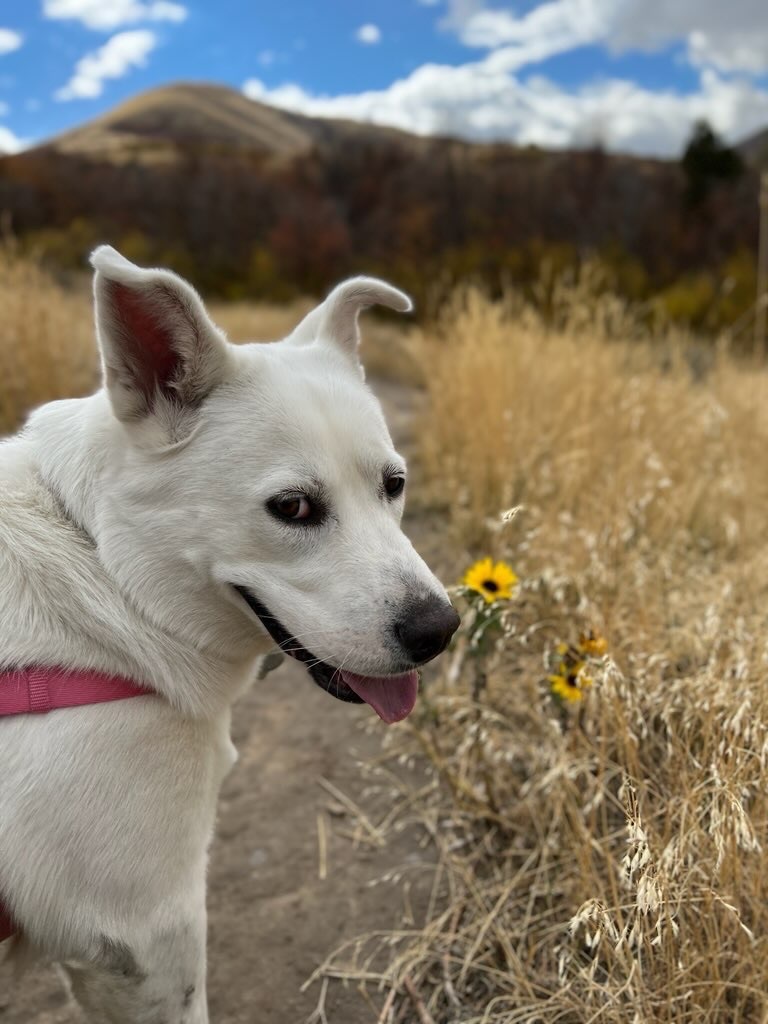 Shinju, a Adoptable mixed breed in Pocatello, ID image 6/6