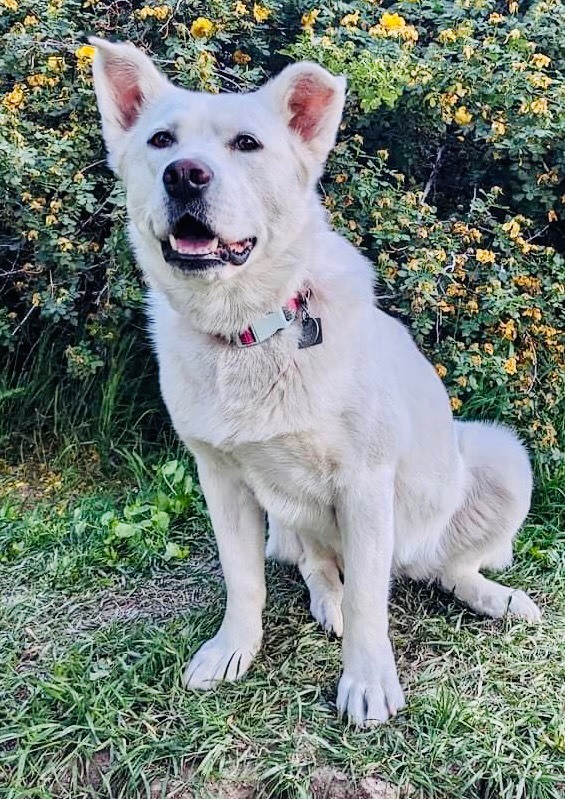 Shinju, a Adoptable mixed breed in Pocatello, ID image 1/6