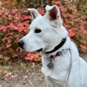 Shinju, a Adoptable mixed breed in Pocatello, ID image 2/6