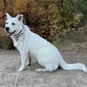 Shinju, a Adoptable mixed breed in Pocatello, ID image 4/6