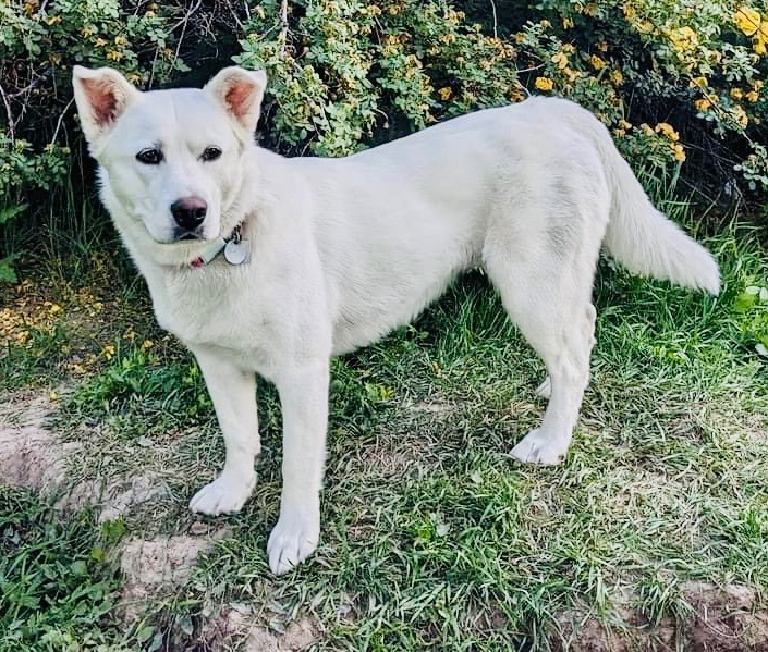 Shinju, a Adoptable mixed breed in Pocatello, ID image 3/6