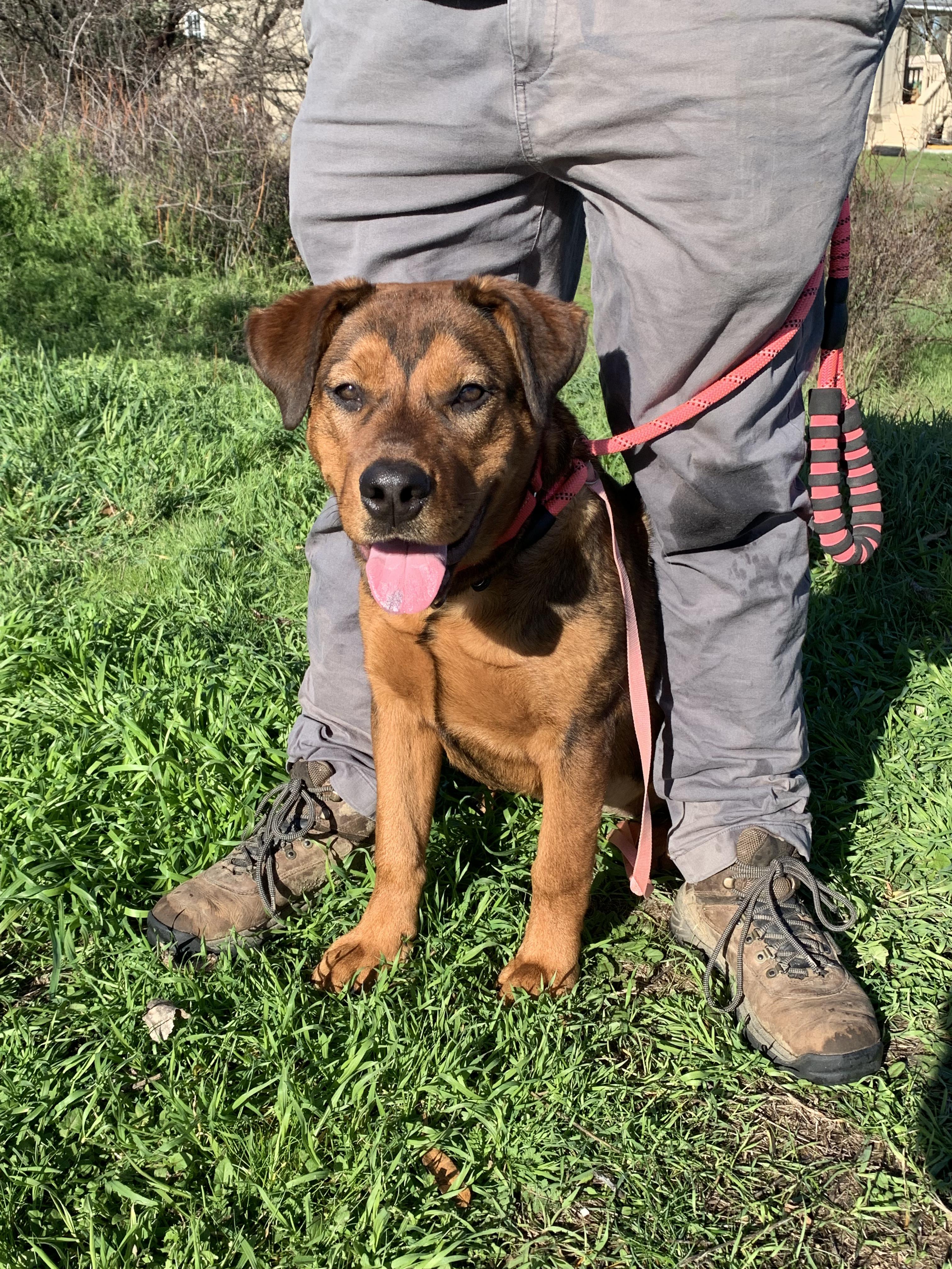 Enlarge Rocher, a ADOPTABLE mixed breed in Grass Valley, CA image 4/6