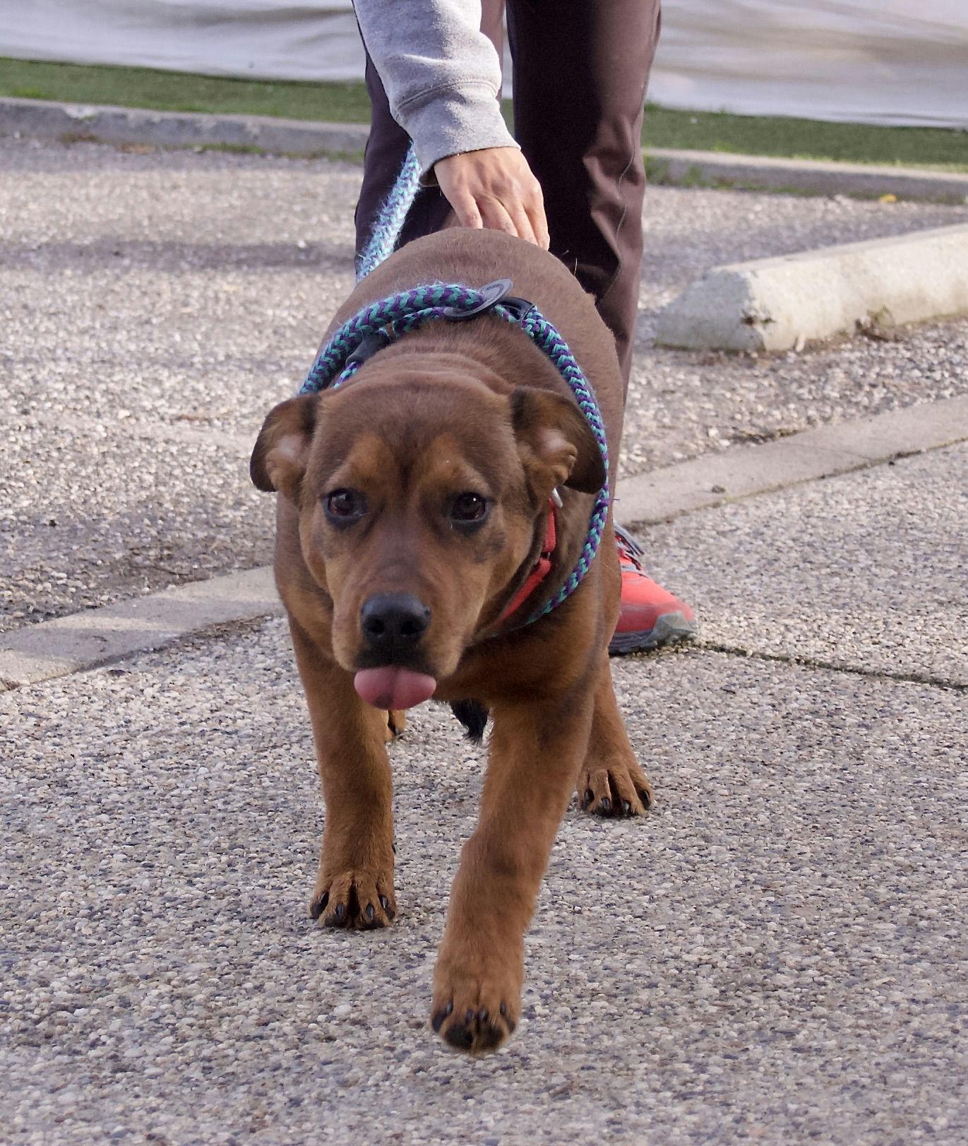 Rocher, ADOPTABLE, Young Female Rottweiler.