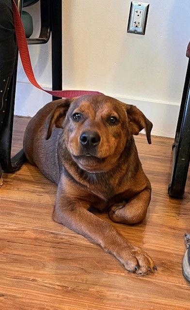 Enlarge Rocher, a ADOPTABLE mixed breed in Grass Valley, CA image 2/3