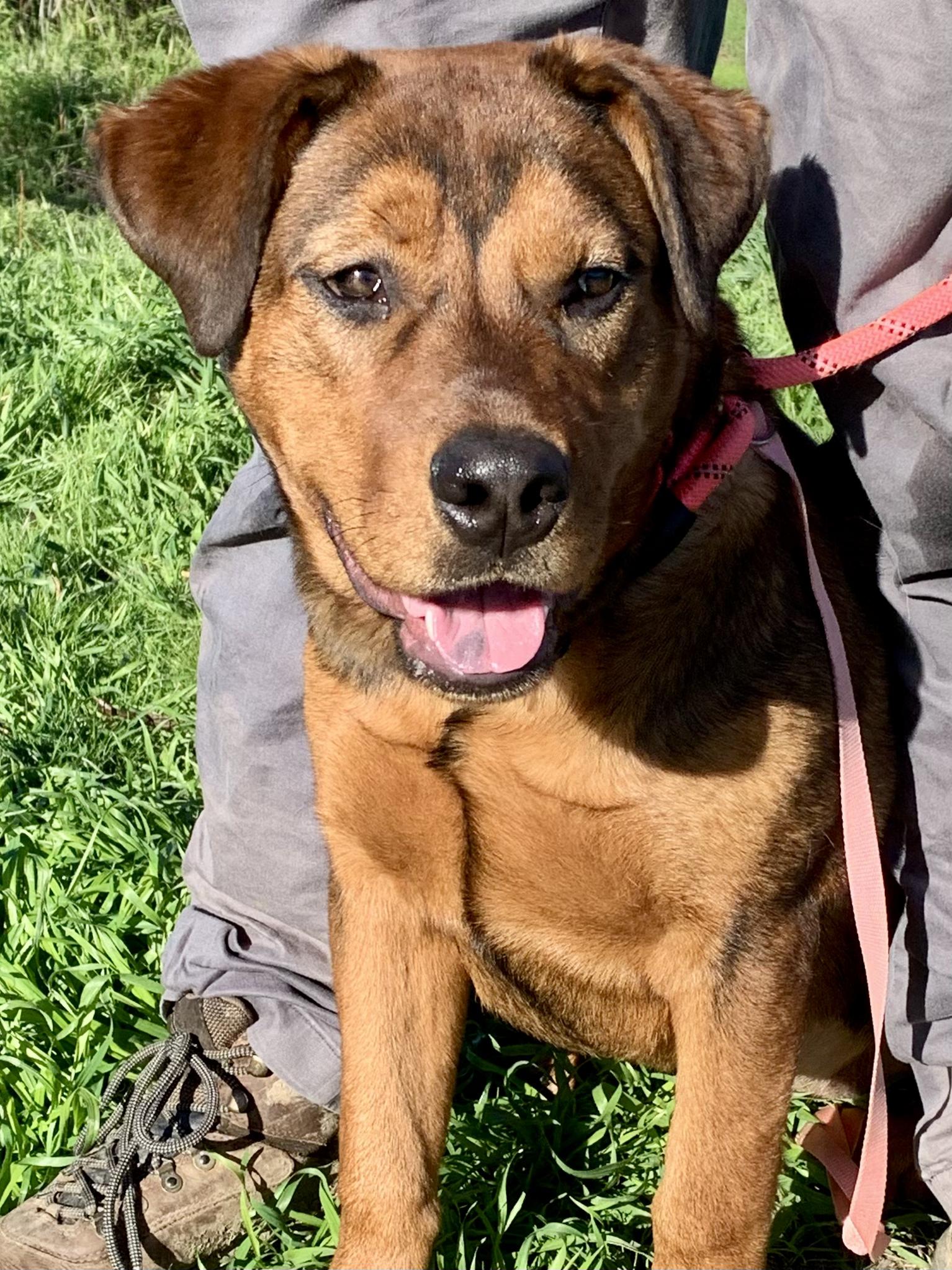 Enlarge Rocher, a ADOPTABLE mixed breed in Grass Valley, CA image 6/6