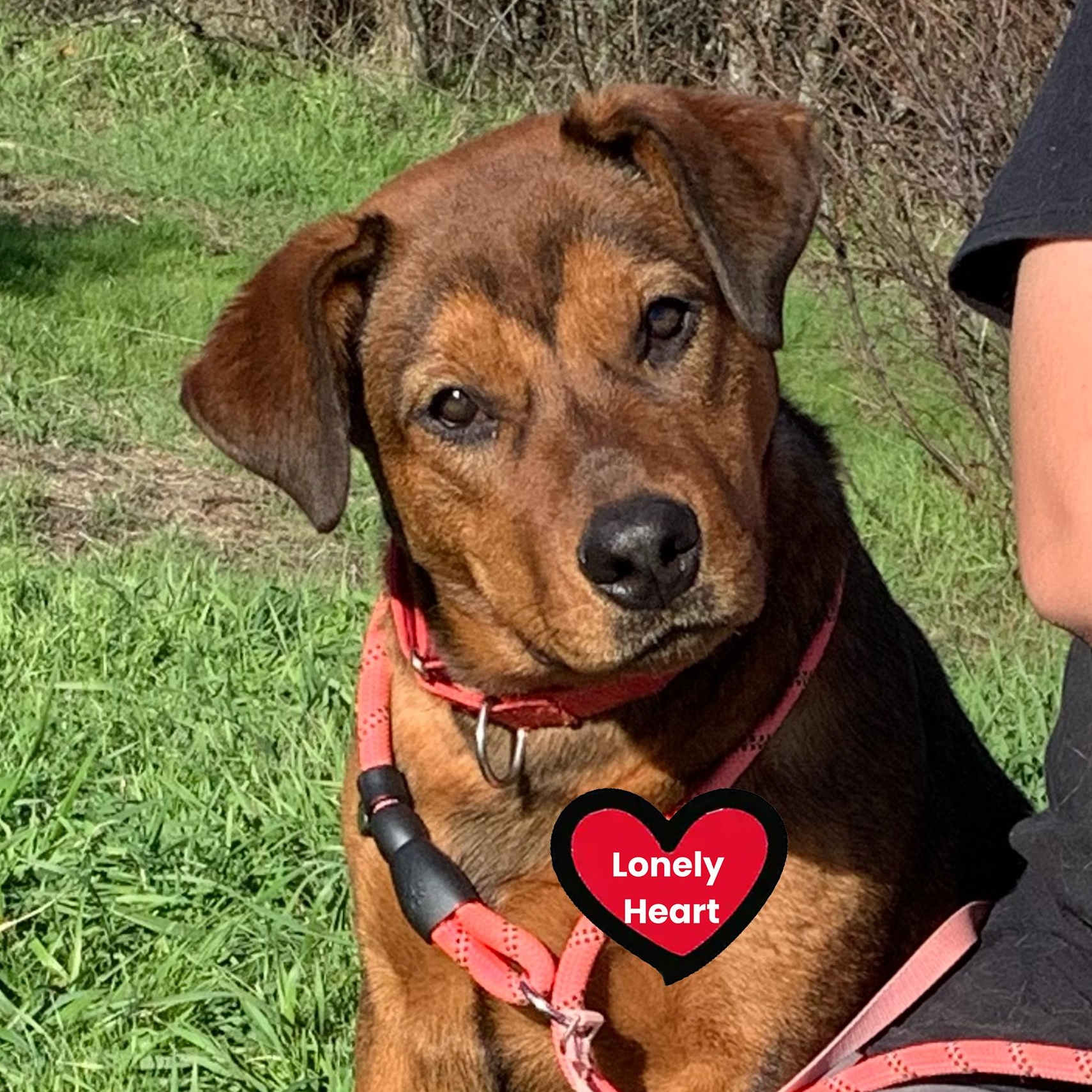 Enlarge Rocher, a ADOPTABLE mixed breed in Grass Valley, CA image 1/6