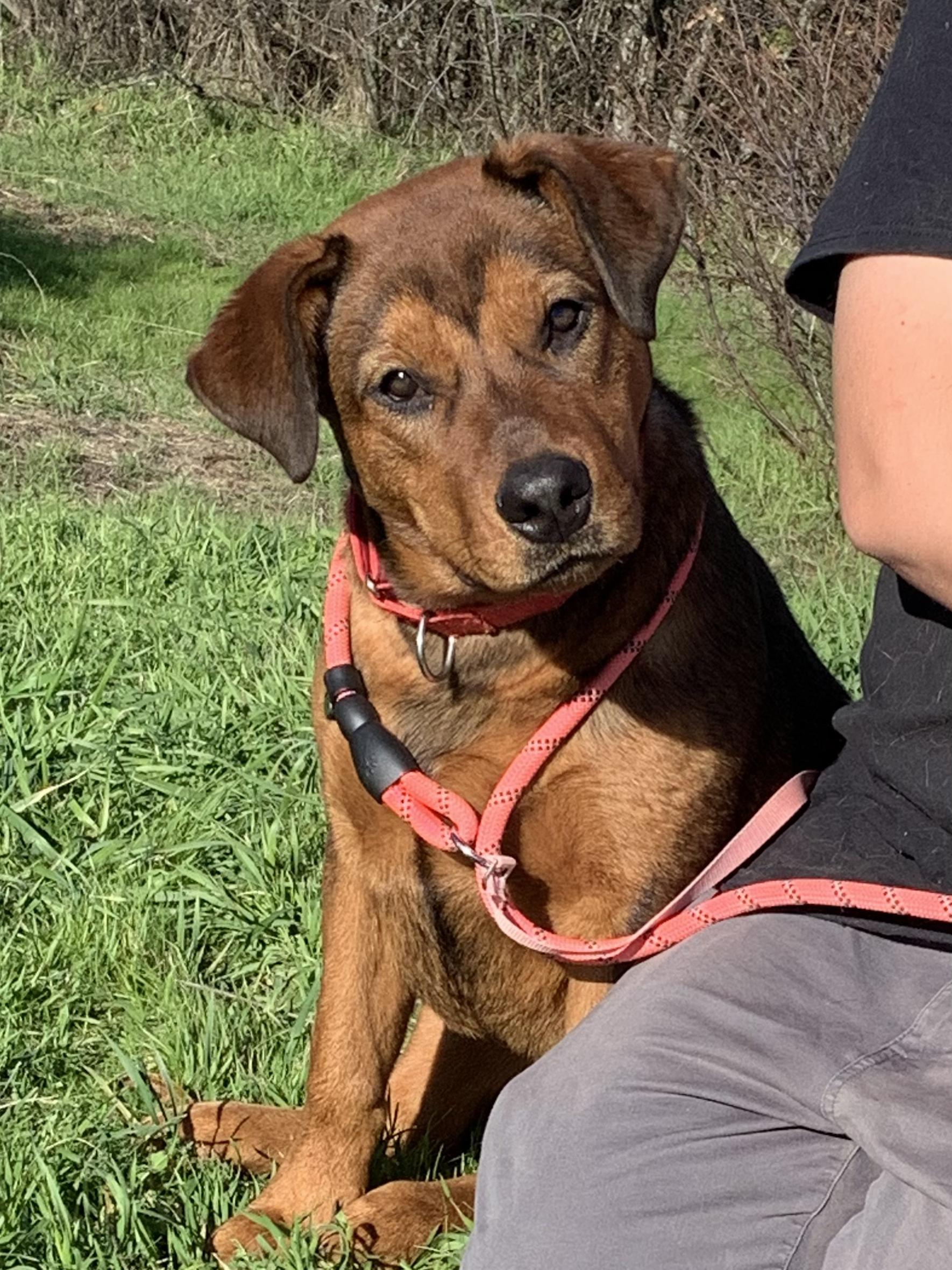 Enlarge Rocher, a ADOPTABLE mixed breed in Grass Valley, CA image 1/6