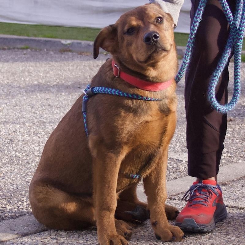 Rocher, ADOPTABLE, Young Female Rottweiler.