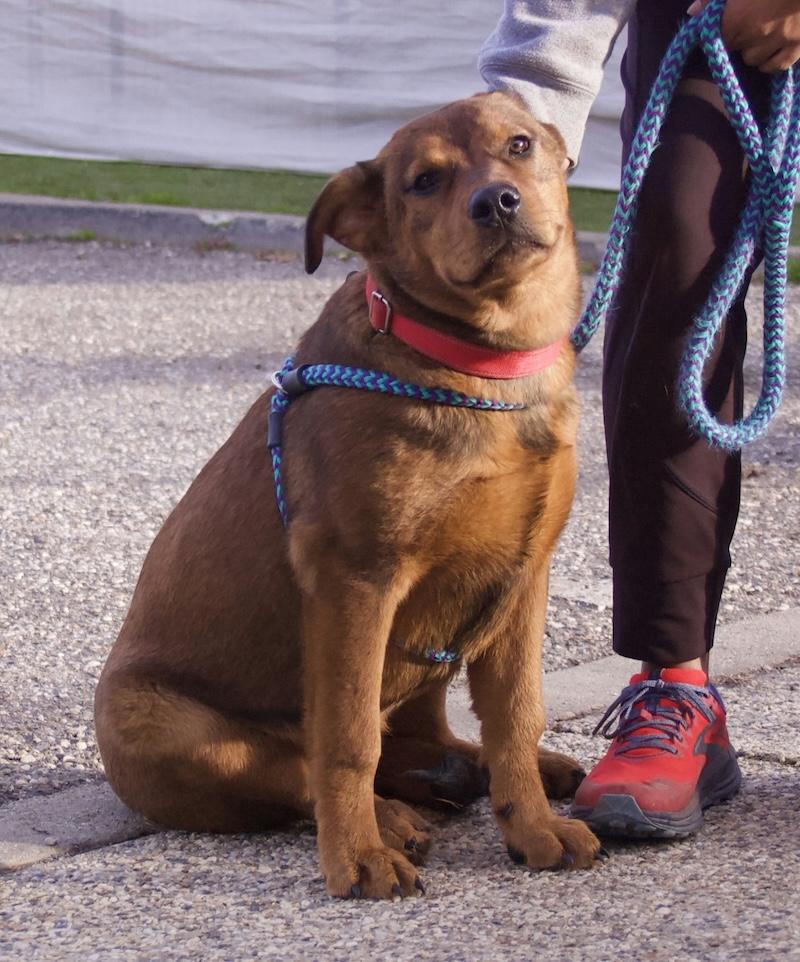 Enlarge Rocher, a ADOPTABLE mixed breed in Grass Valley, CA image 3/3