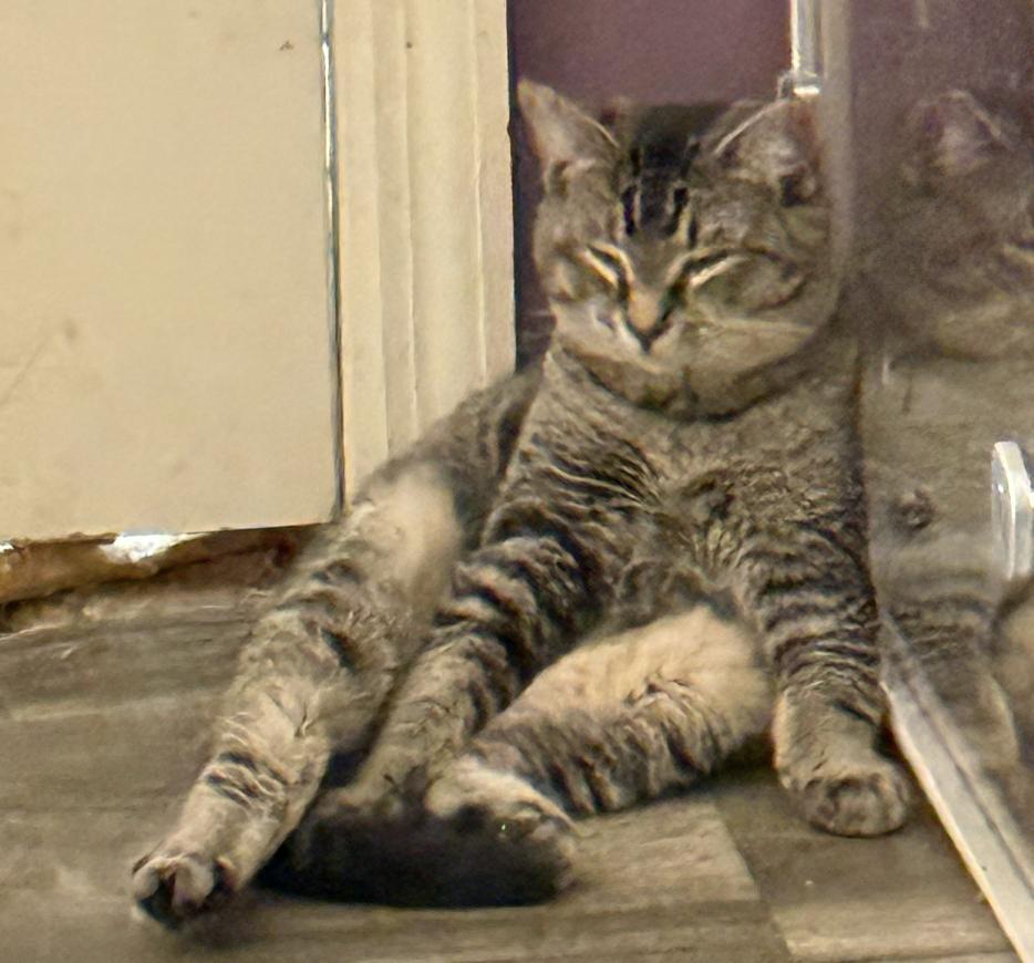 Enlarge Kirby, a Adoptable Tabby in Red Hook, NY image 3/3